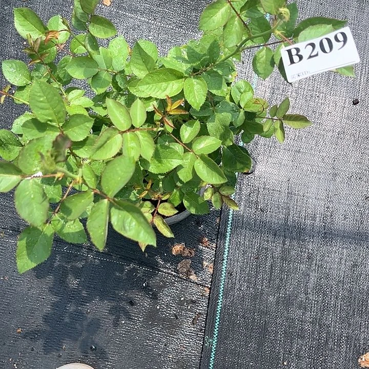 当前无花朵，栽培后可花朵害羞B 209号