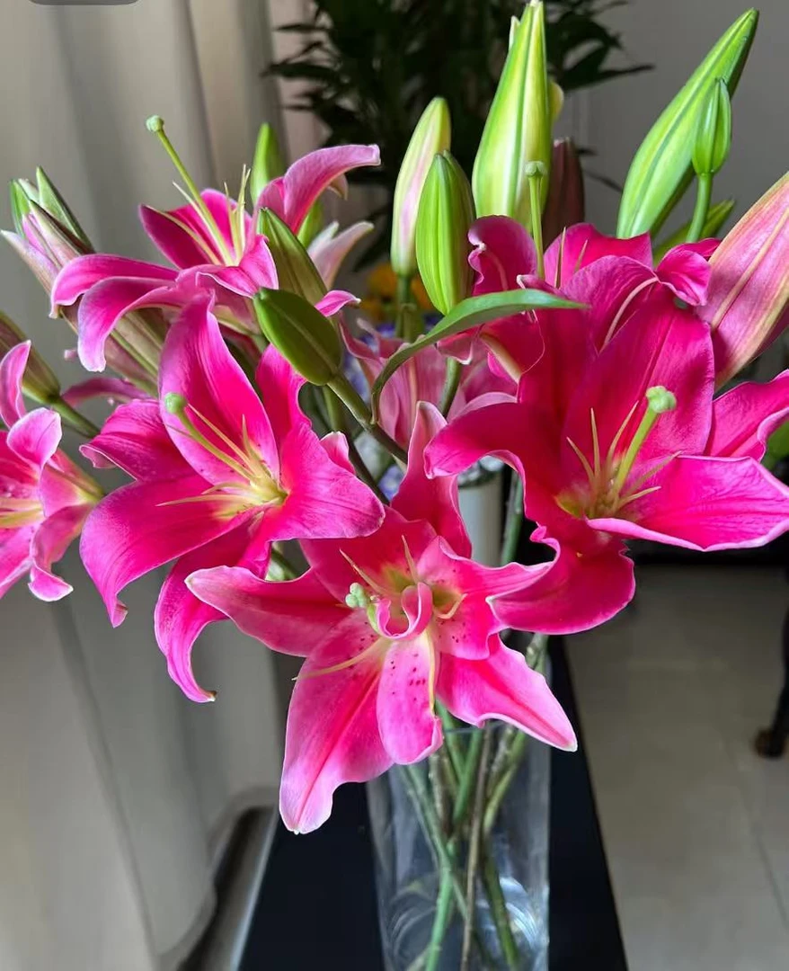 【西诺红香水百合5枝15个头】浓香型红色单瓣百合  一单包邮