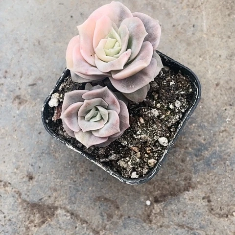 可爱玫瑰锦12.8一盆888