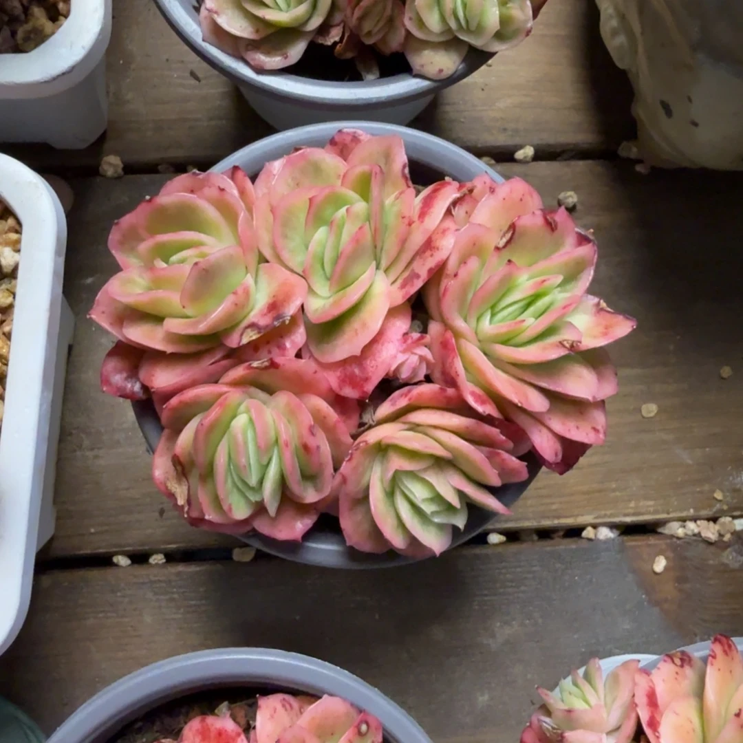 冰玫瑰小群11111111111111