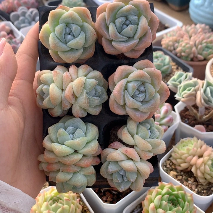 精控白底冰玉单双组合