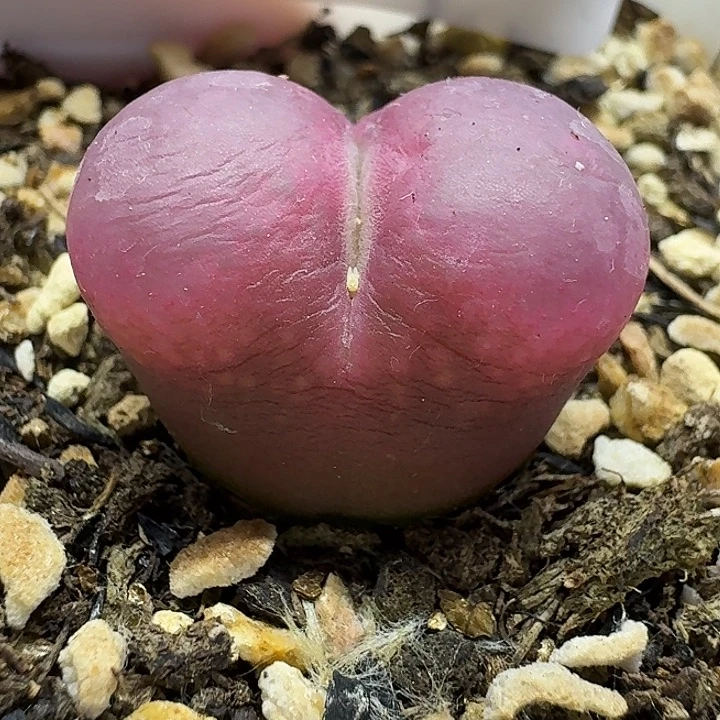 老马生石花2.2吕红2516