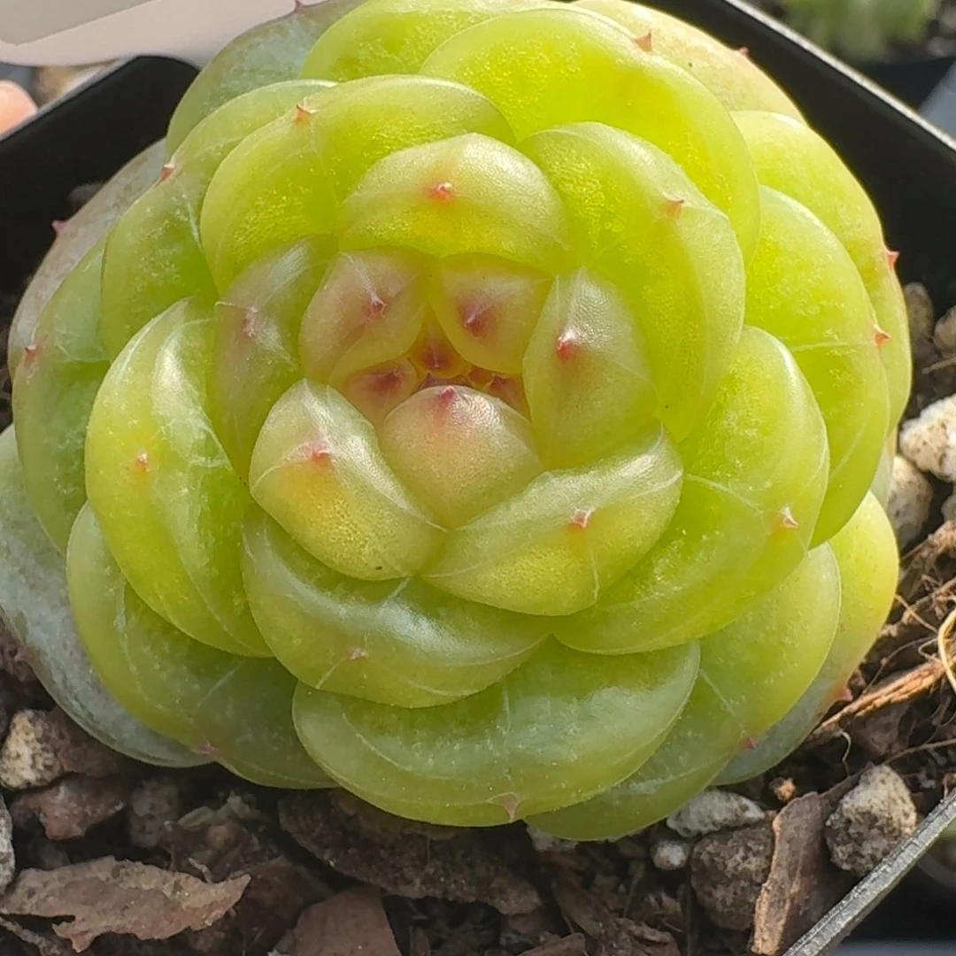 0327-71-松青单头一颗