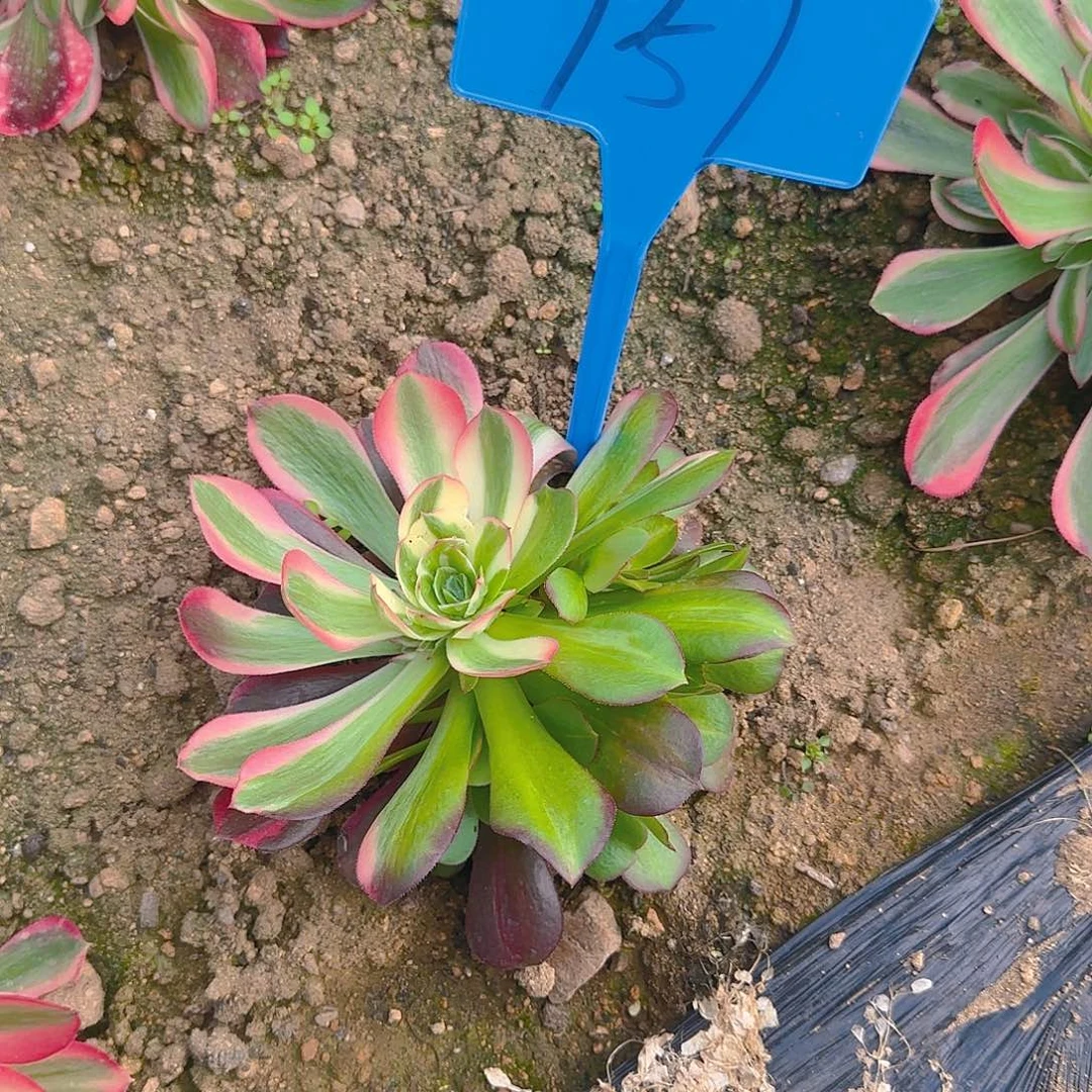 泪****里151女郎多肉哦哦哦