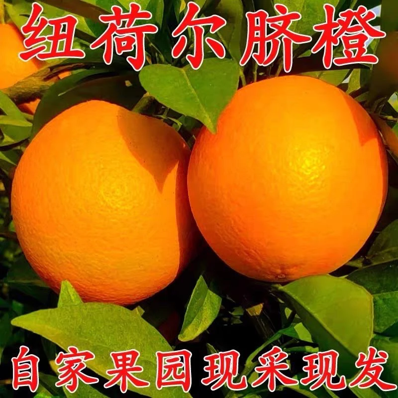 【书记助农】正宗纽荷尔脐橙新鲜水果薄皮商用超甜橙子非赣南脐橙