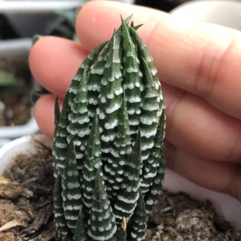 瓦维十二硬叶带盆发货