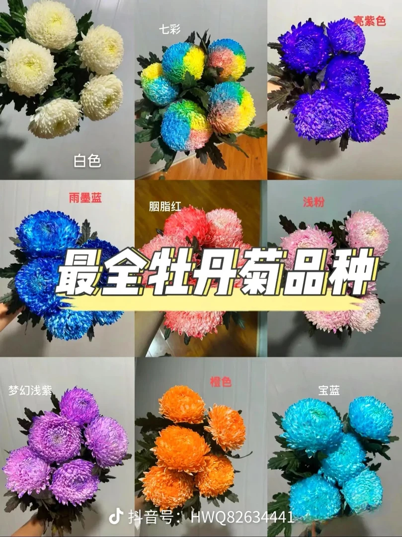 牡丹菊玫瑰大花单枝颜色备注