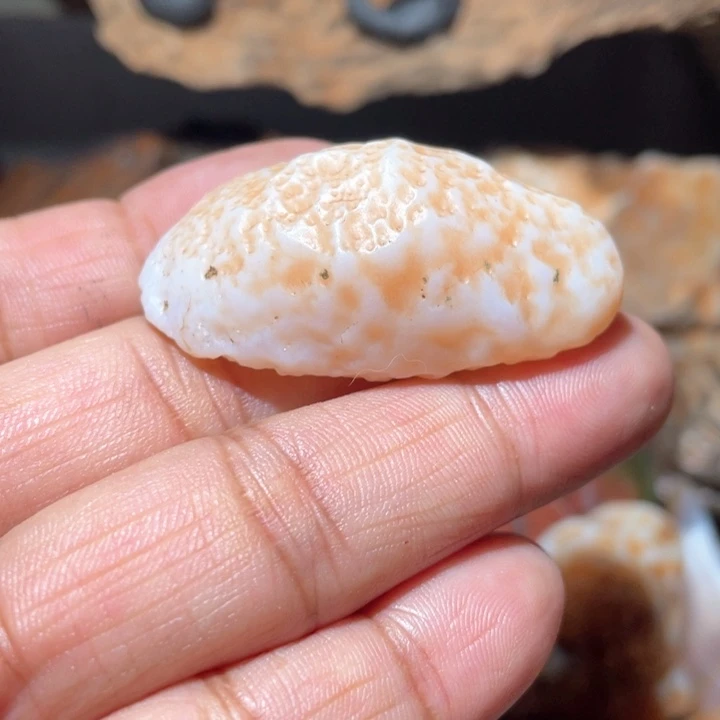 石材杰***熊阿拉善奇石