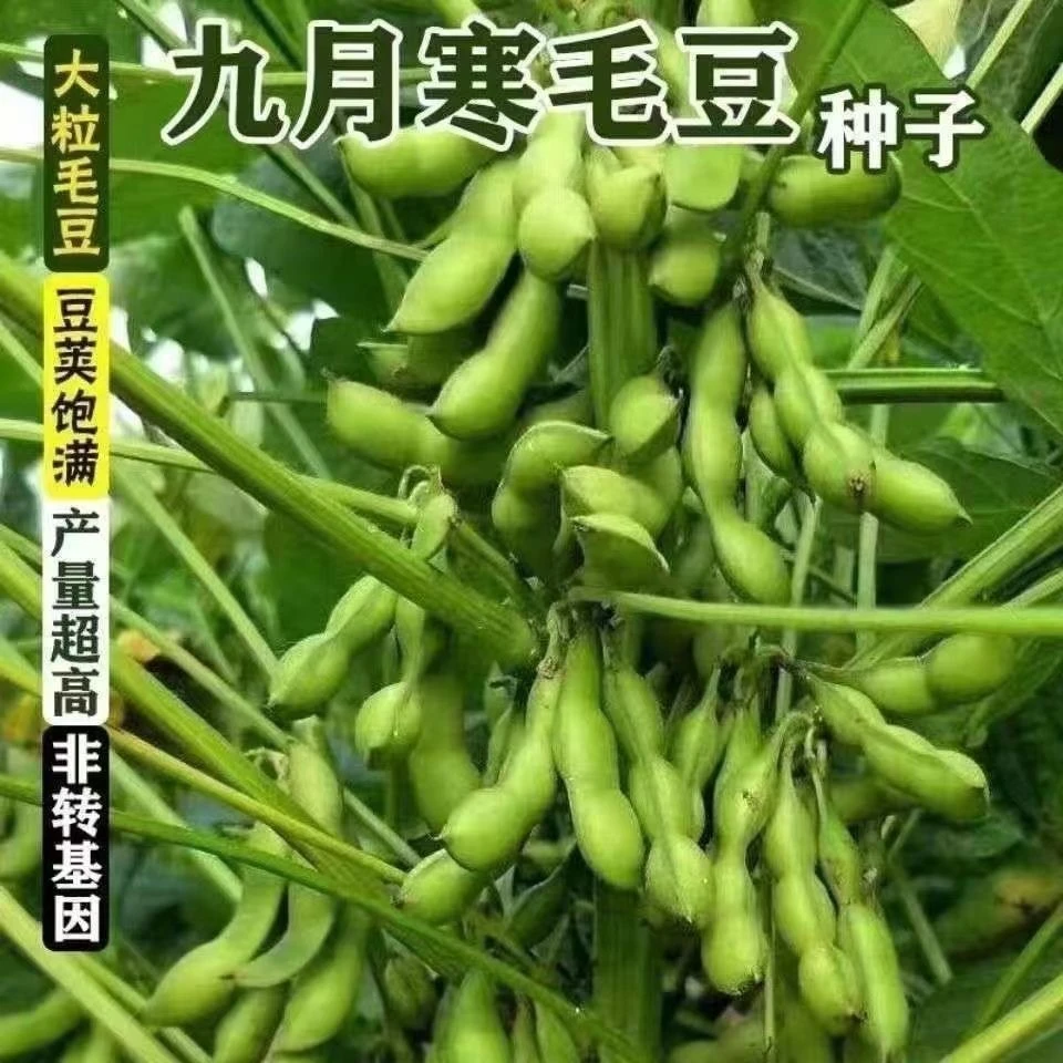 九月鲜大粒毛豆种子软糯清香耐热毛豆种子春播夏播抗病耐寒蔬菜籽