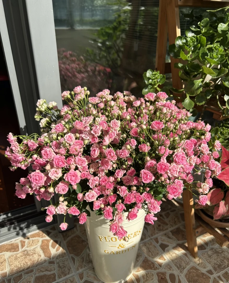 【探花甄选】阿雅满天星 多头玫瑰 超稀有品种  云南基地直发