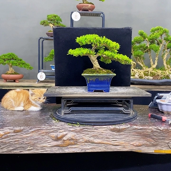 无花朵黄杨盆景四季常青不落叶