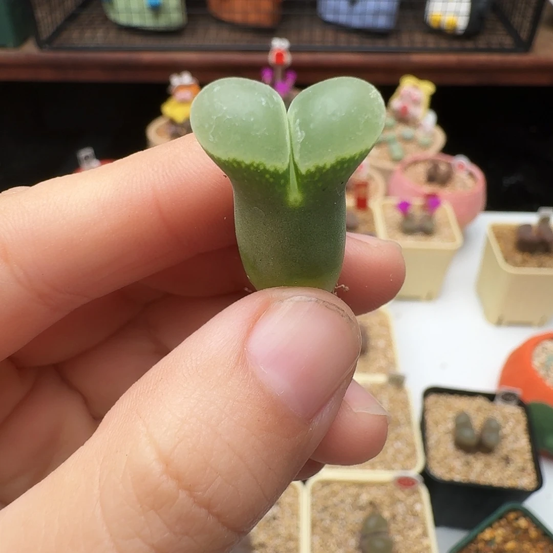 k***f多肉植物福利风铃