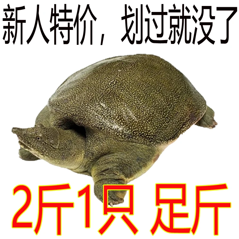 【好吃又营养】2斤1只 农家散养 鲜活大甲鱼新鲜活鱼食用大甲鱼