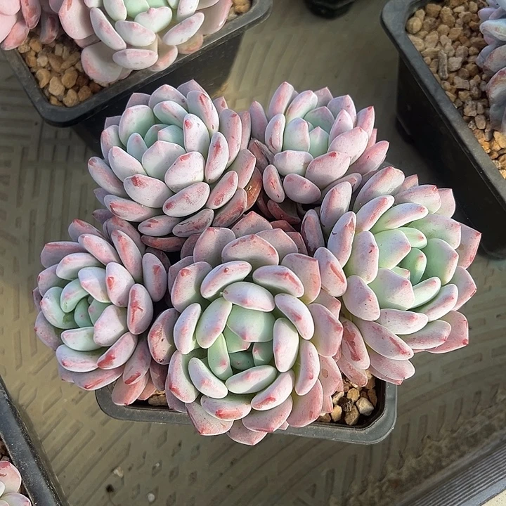 漫橙多头粗腿无砍自然群