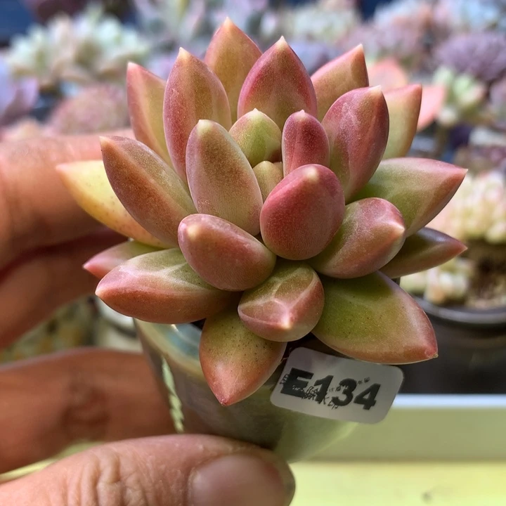 E134一物一拍带盆发