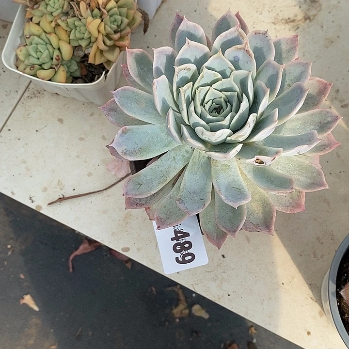 邶***贝489约瑟琳多肉植物多肉