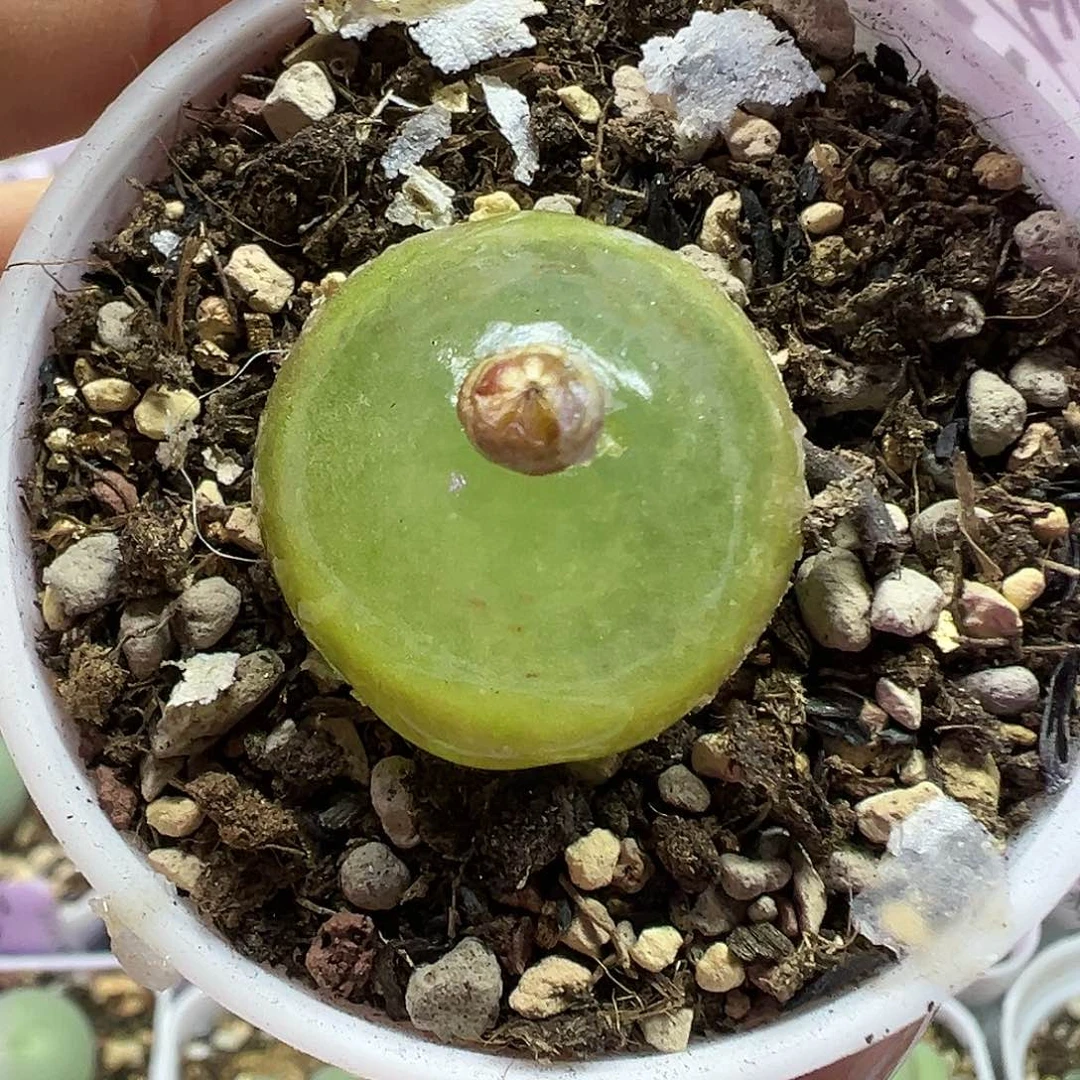 647灯泡带盆土发货