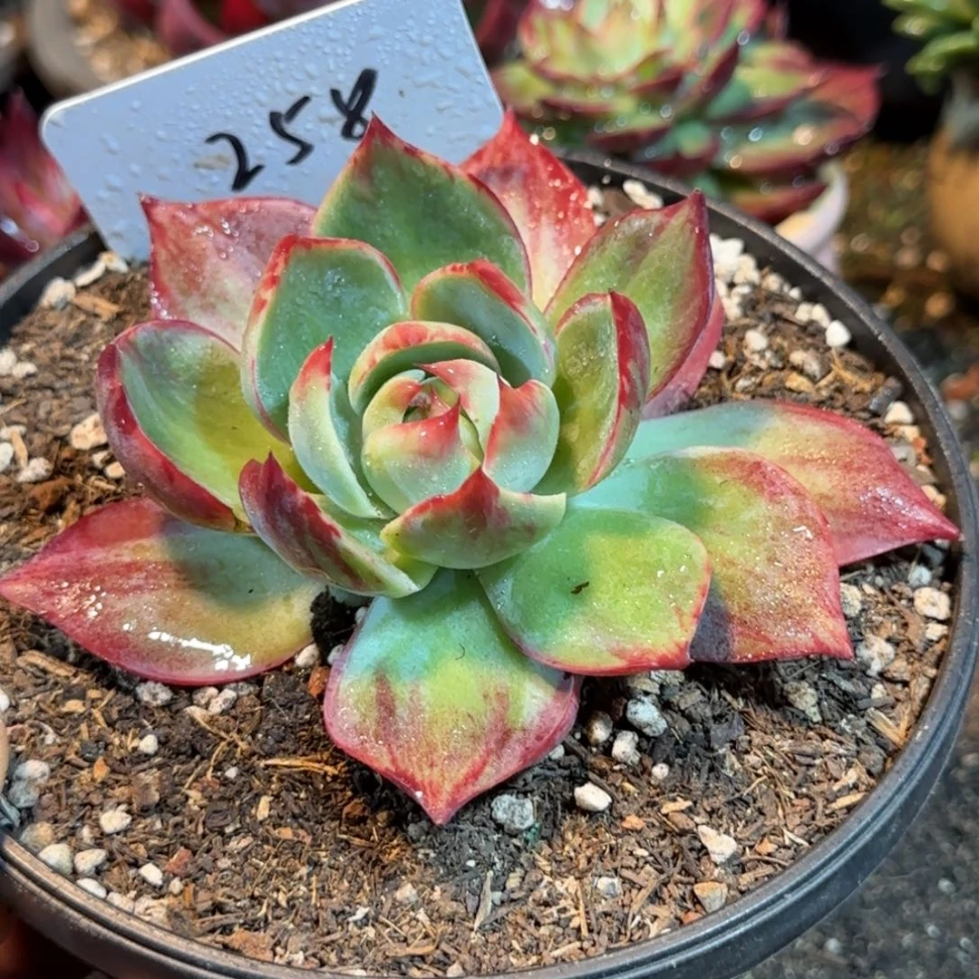 惊鸿一物一拍包装收缩花旱258