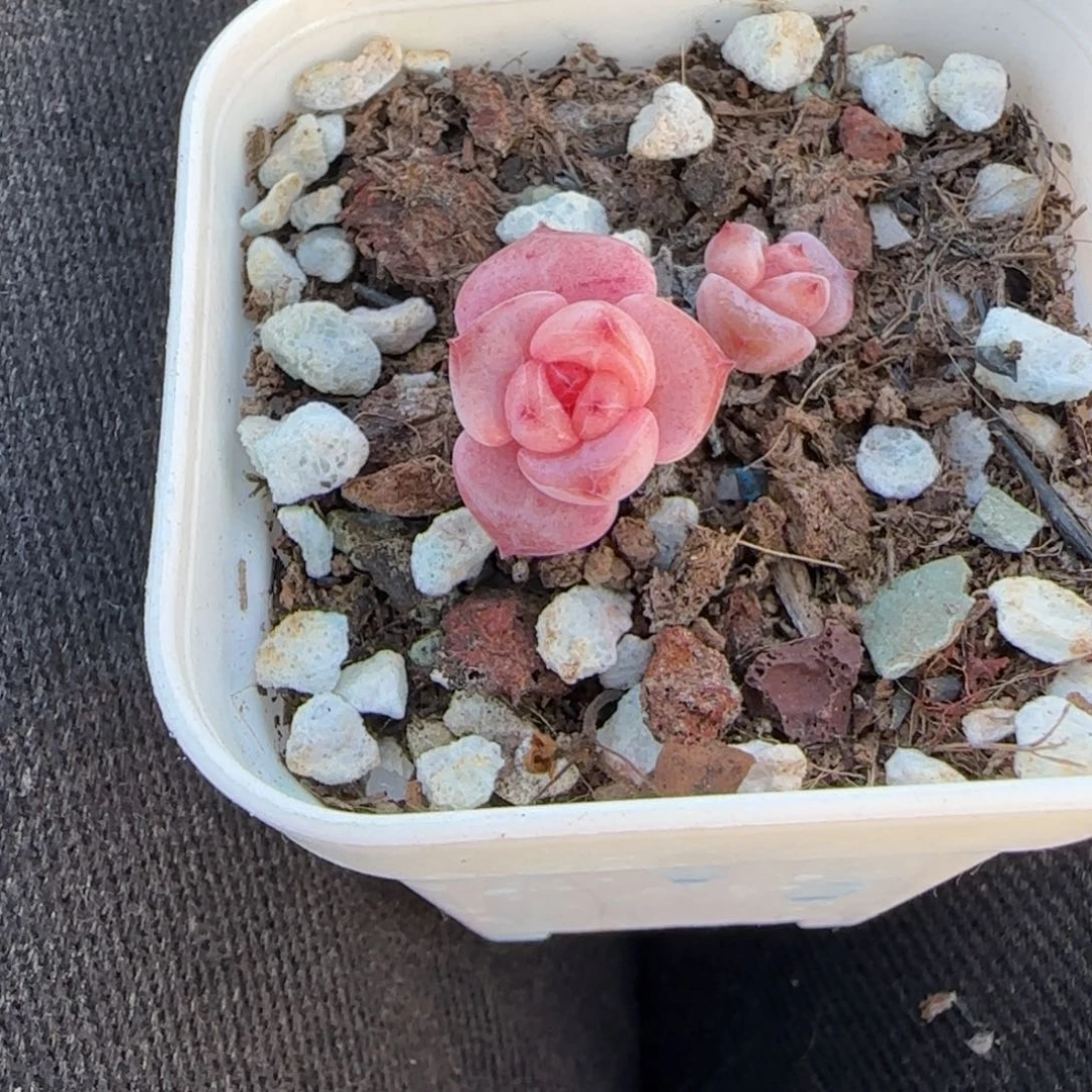 小卡拉米糖心一物一拍