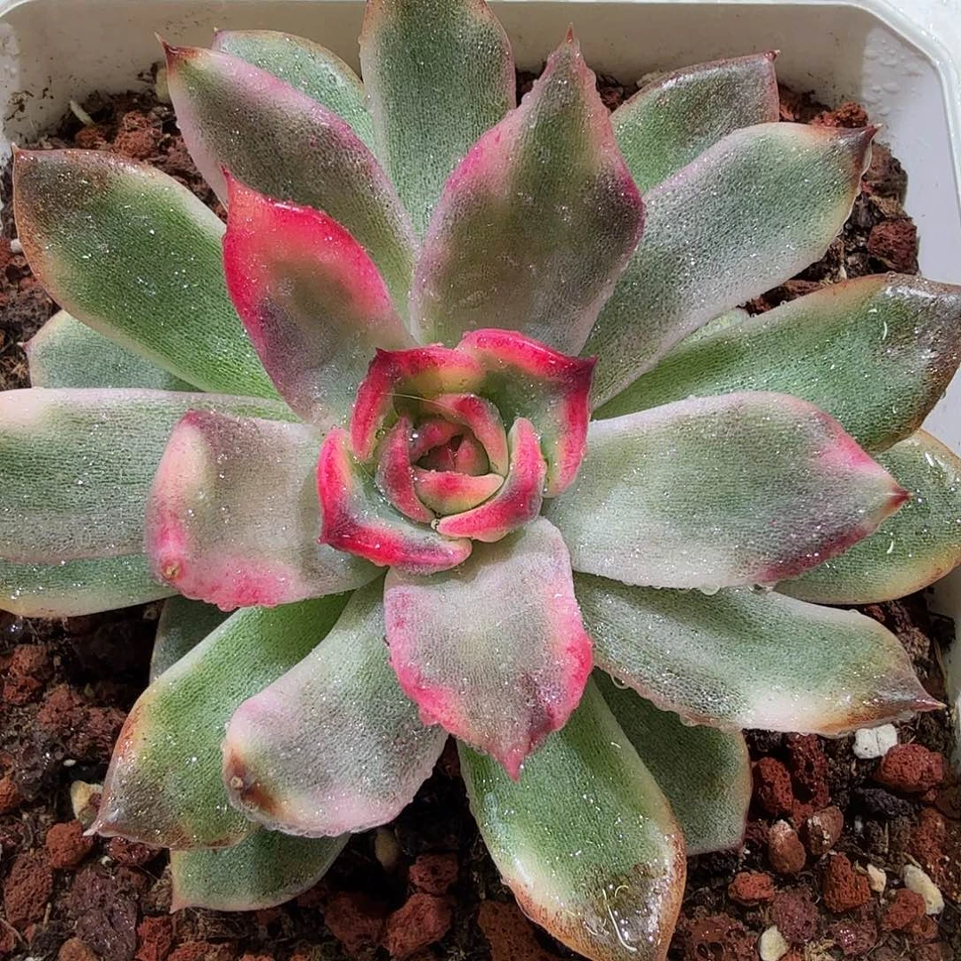 火焰山锦，多肉植物