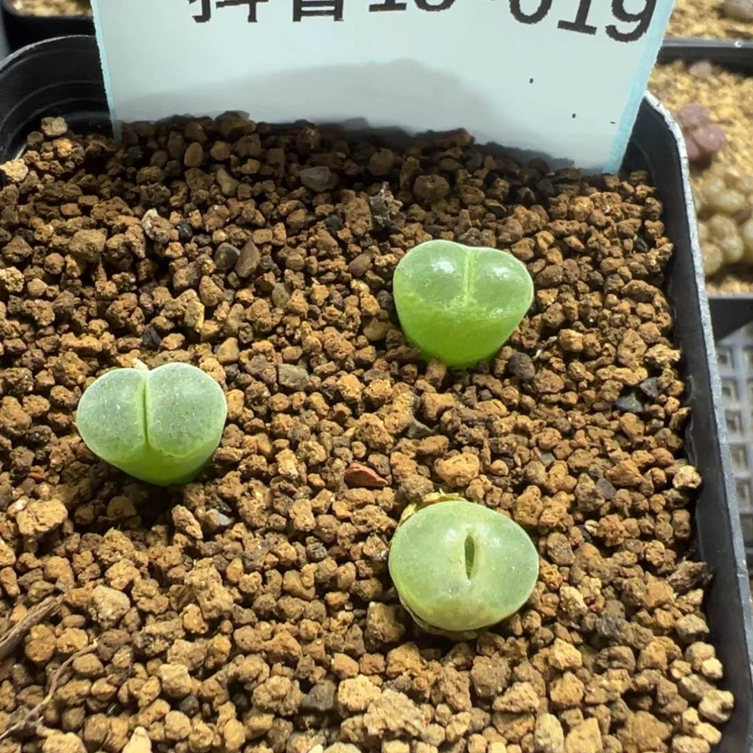18-19 1810.25风铃多肉植物