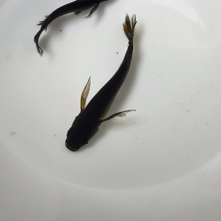 青鳉鱼112号拍品长鳍大蛇