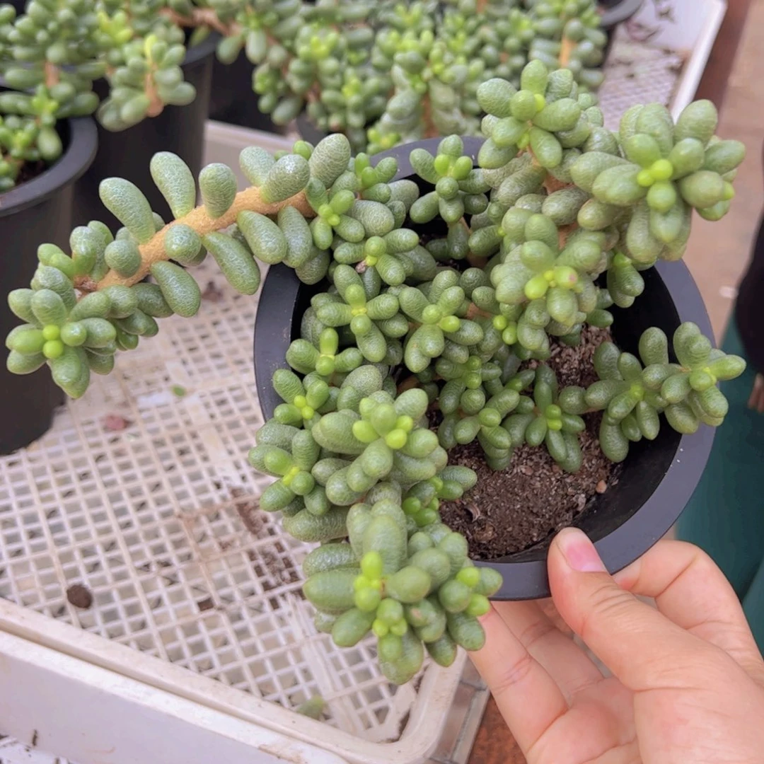 绿龟卵整装整群老桩