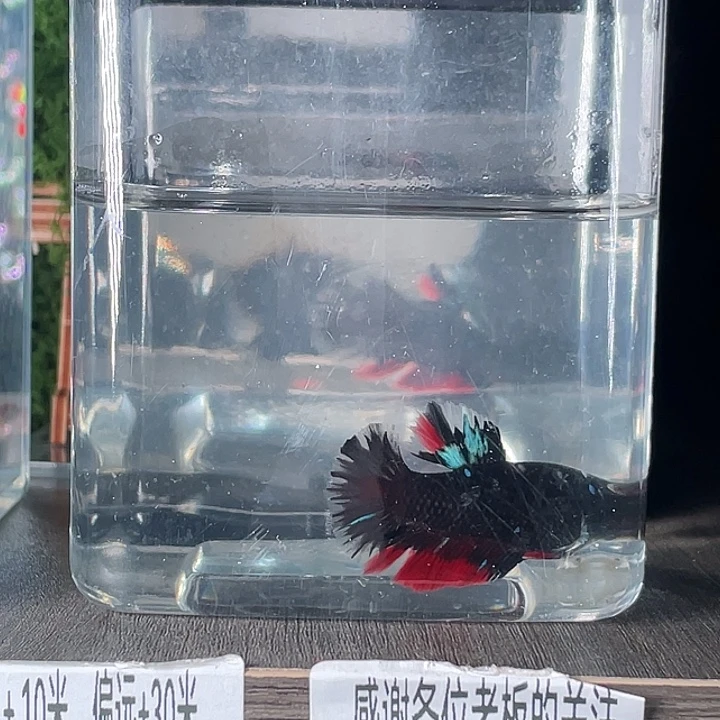 斗鱼活体不退不换谢谢