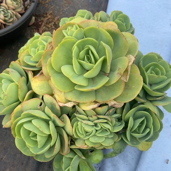 岁***澜023云欣多肉植物碧桃