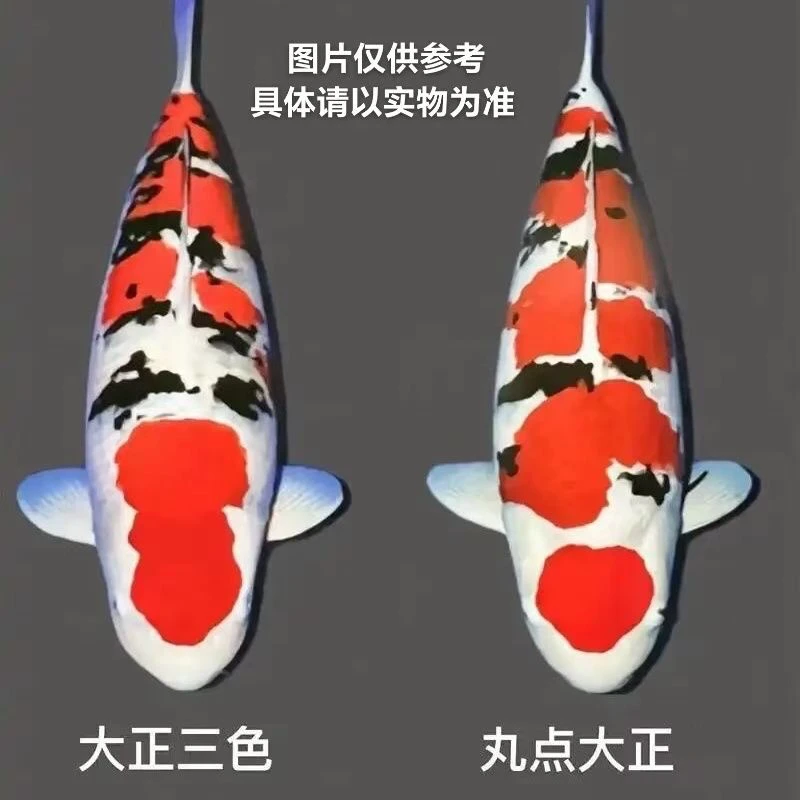 精品大正红白锦鲤观赏鱼混搭包邮包开箱活收到鱼录完整的开箱视频