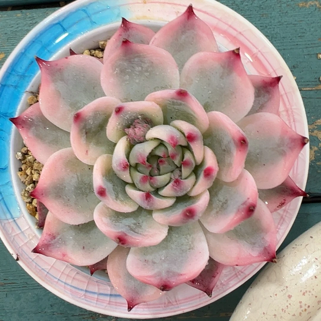 多肉一物一拍0126-吉娃娃锦