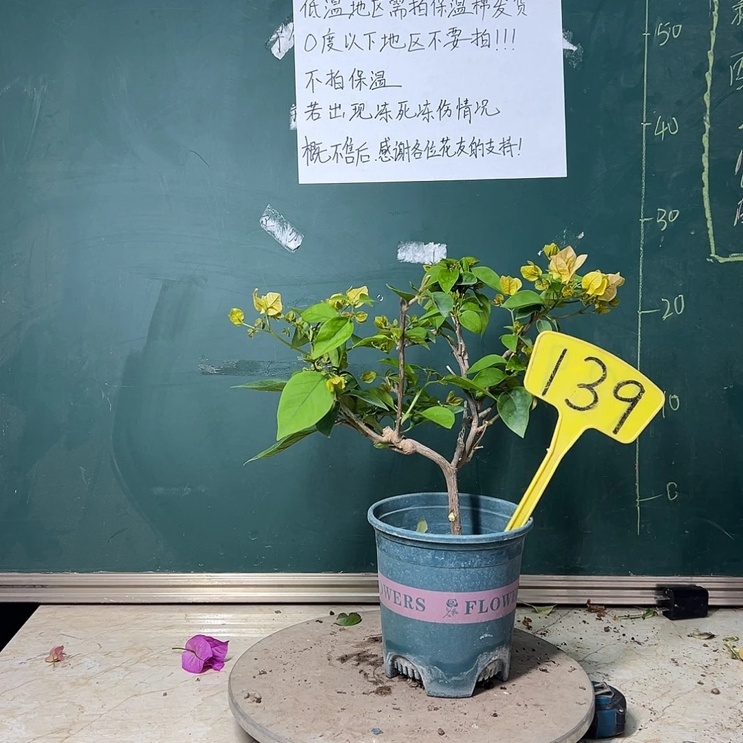完全开放黄粉波伊斯玫瑰139