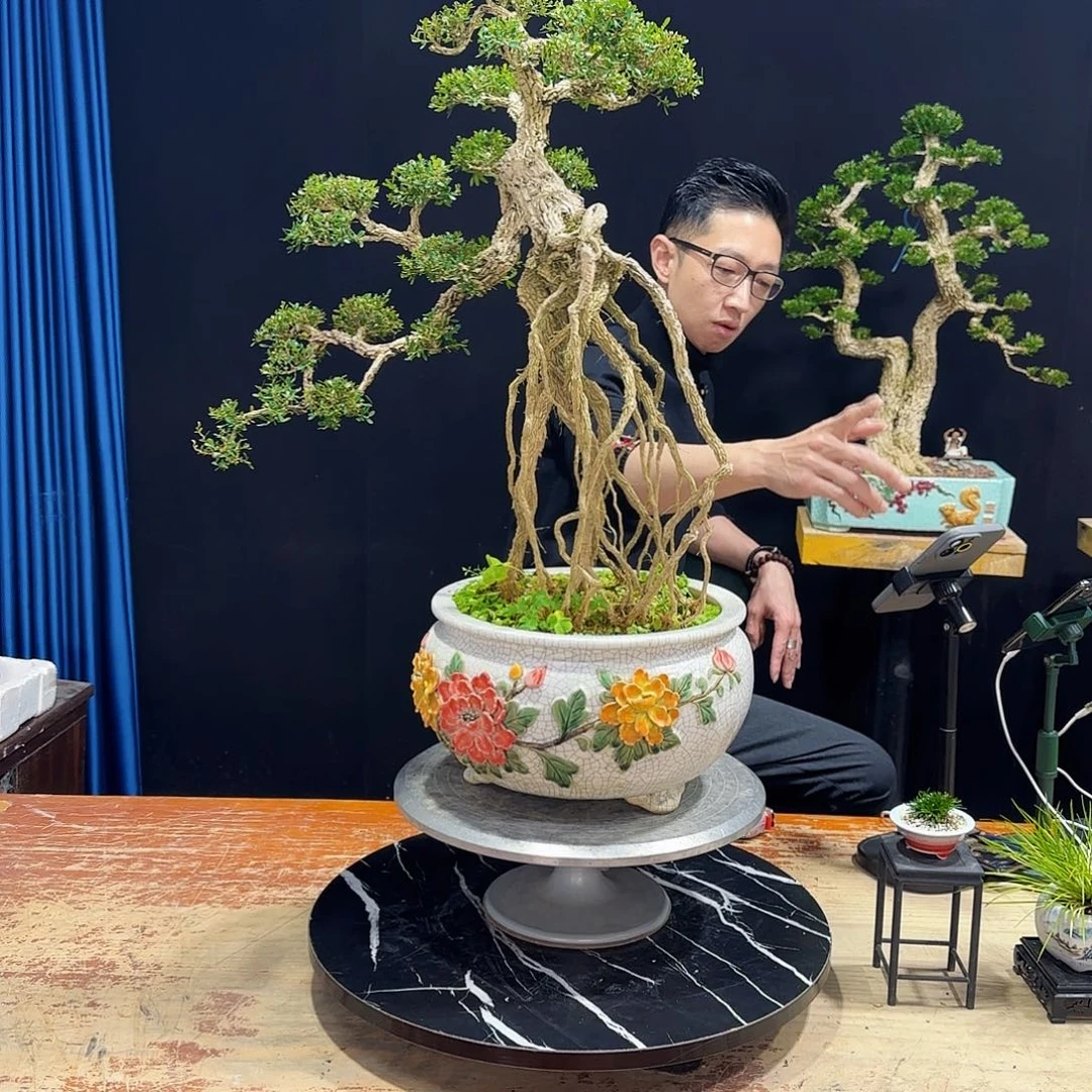 黄杨室内室外盆景艺术