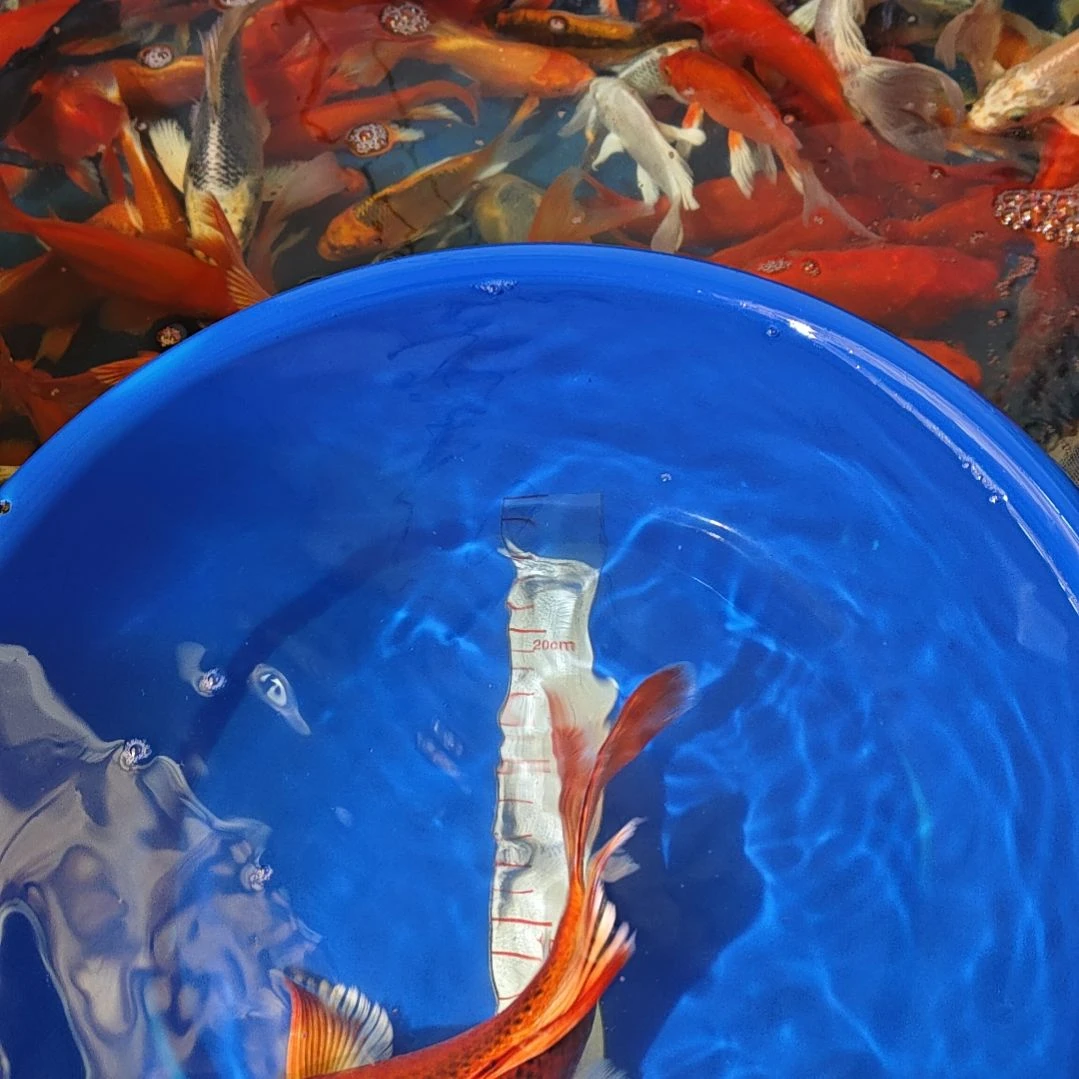 中国大陆冷水观赏鱼蝴蝶鲤