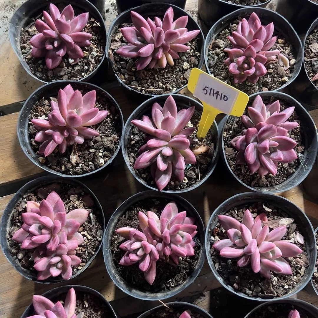 511410。 双头赫菲斯托全状态