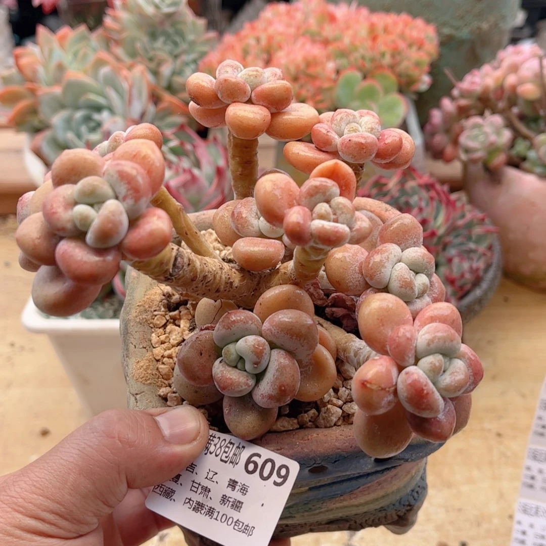 609香水洛神德华多肉