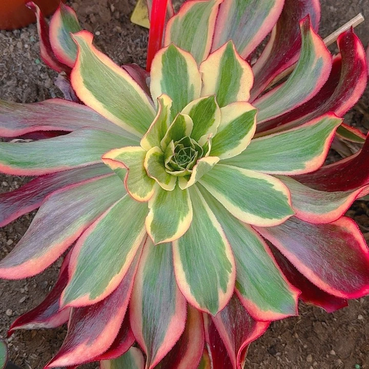 3-1644魅影多肉法师