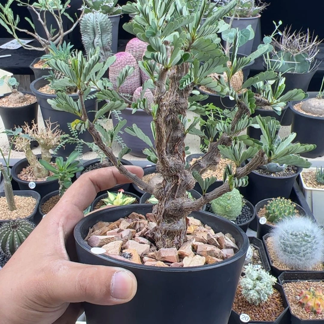 沙漠苏木一物一拍带盆发