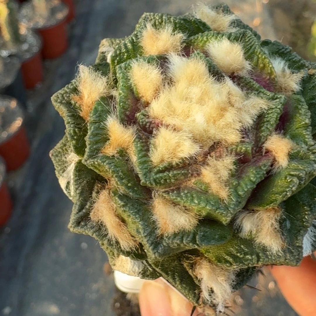 【闪购商品】大尤螺旋辛顿680