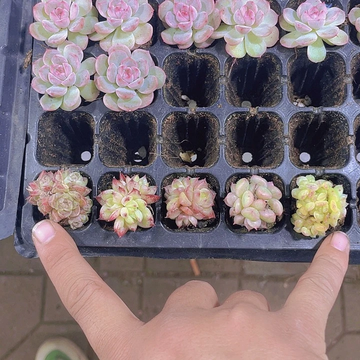 居***肉句句姐【满10颗包邮】