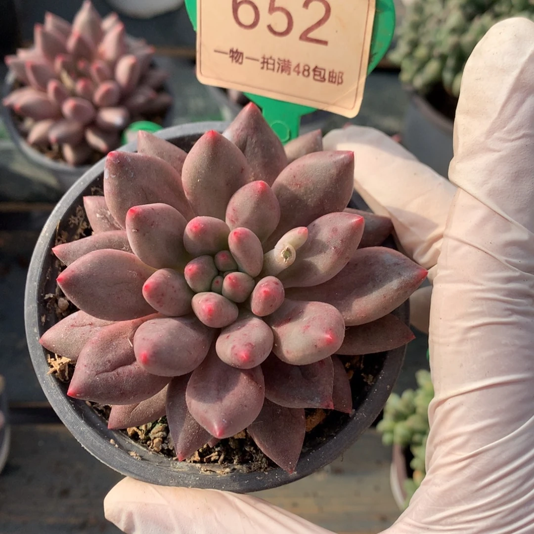 粉体水晶球单头652