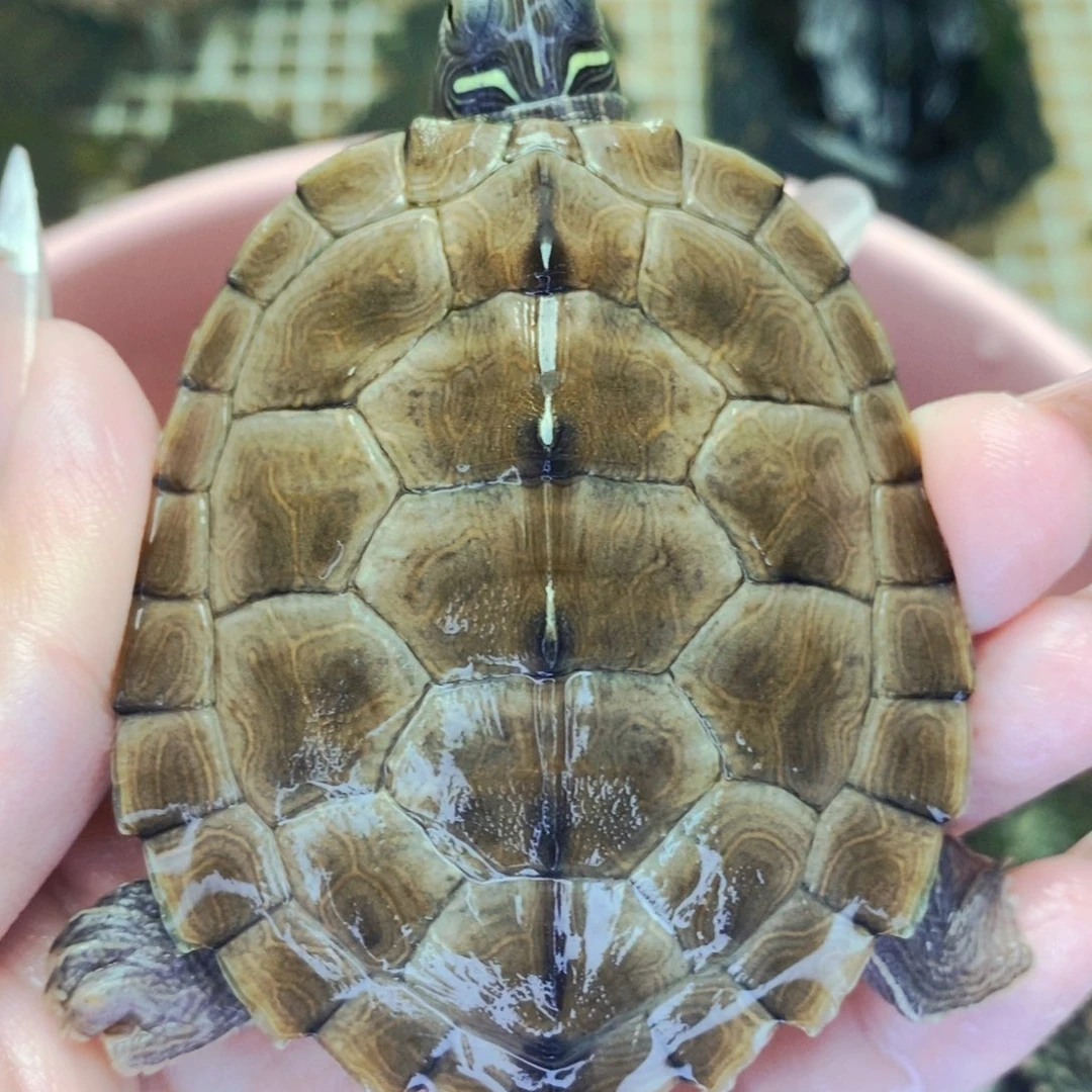 母宠物龟6.3地图母