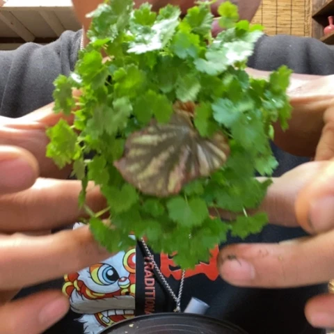 红陶仇*惠一物一拍所见即所得230