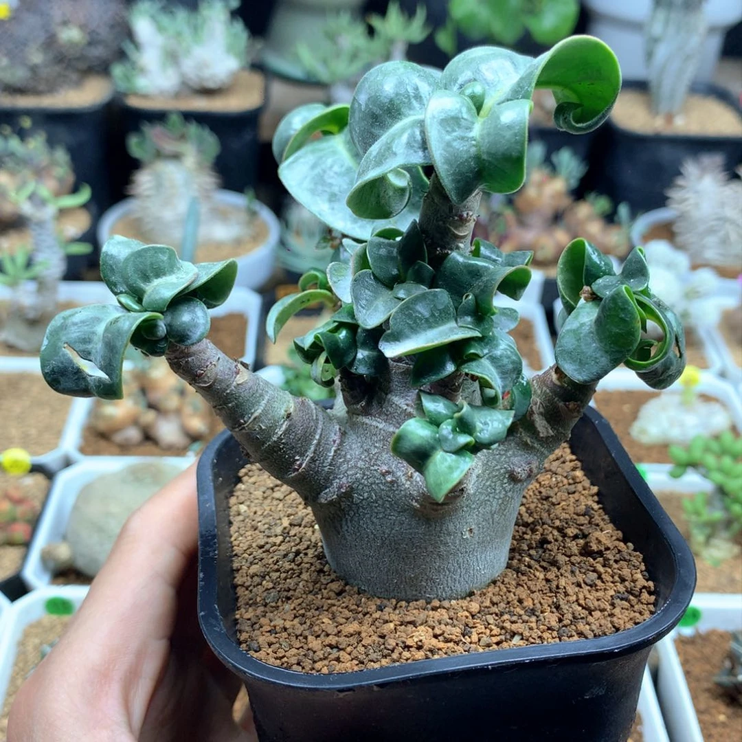 哥斯拉沙漠玫瑰脱土