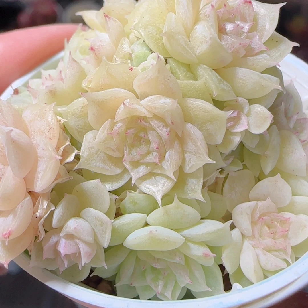 花语多肉1227-37散