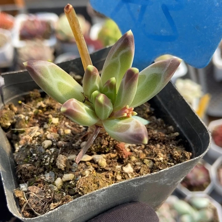 3梵高美人多肉植物