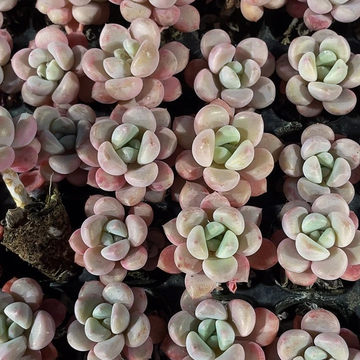 小花瓣路1元带土发