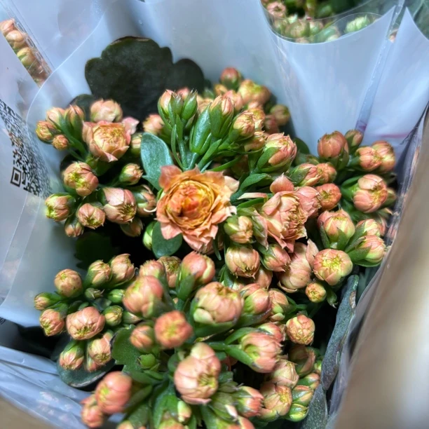 110口径盆玄女长寿花