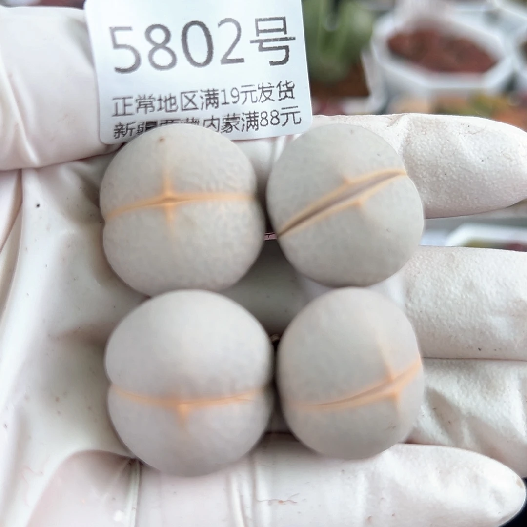 5802四年高尔夫4个2cm左右