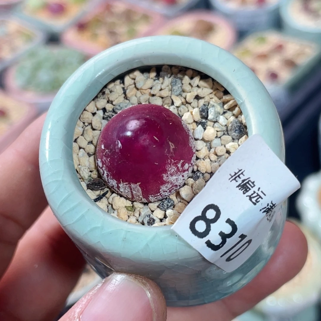 无花朵8310--一物一拍 带盆